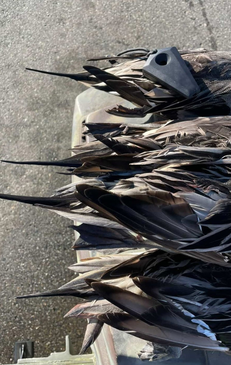 Pintail - Black Bead Blasted