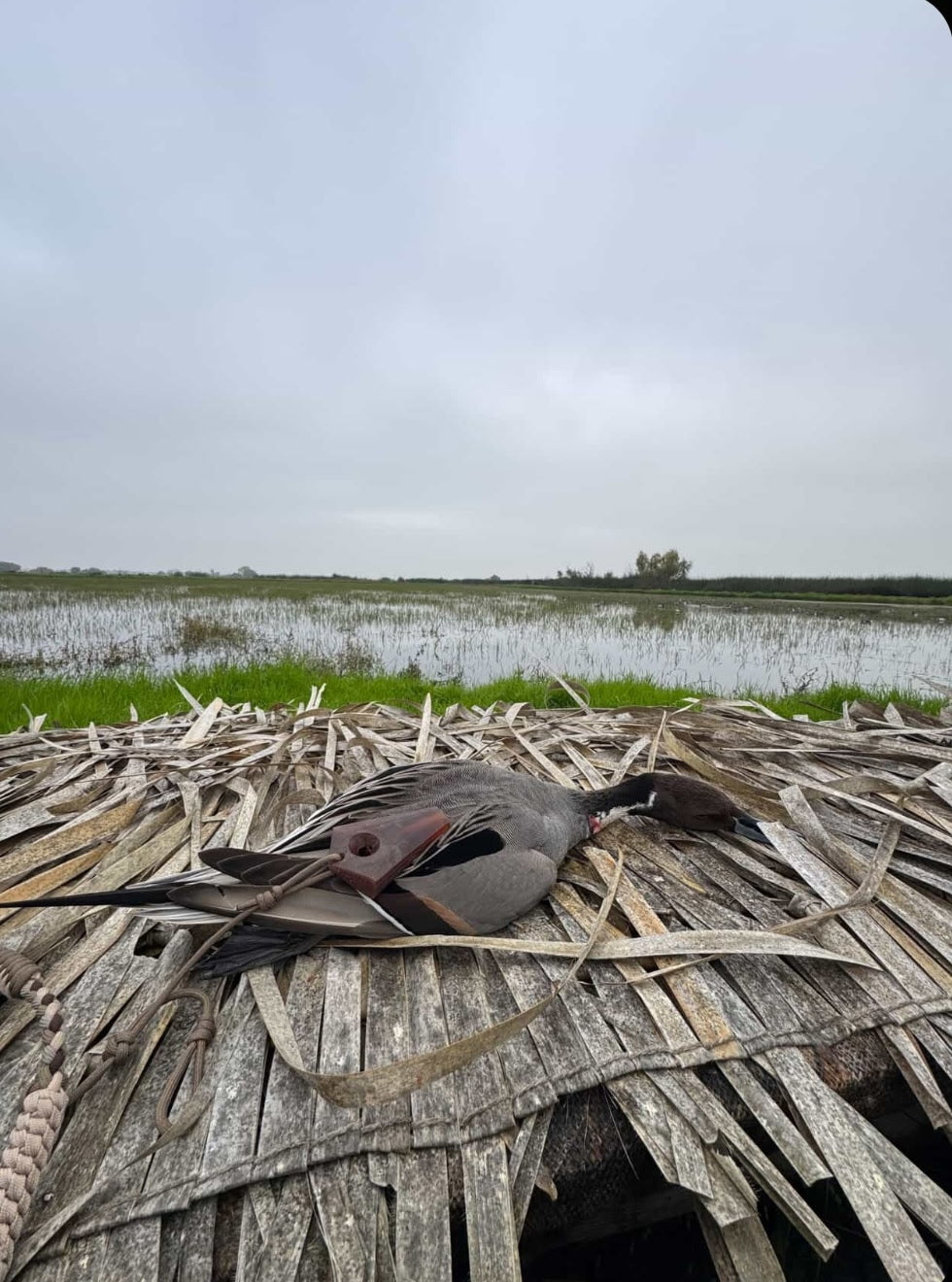 Pintail - Cowboy Coffee