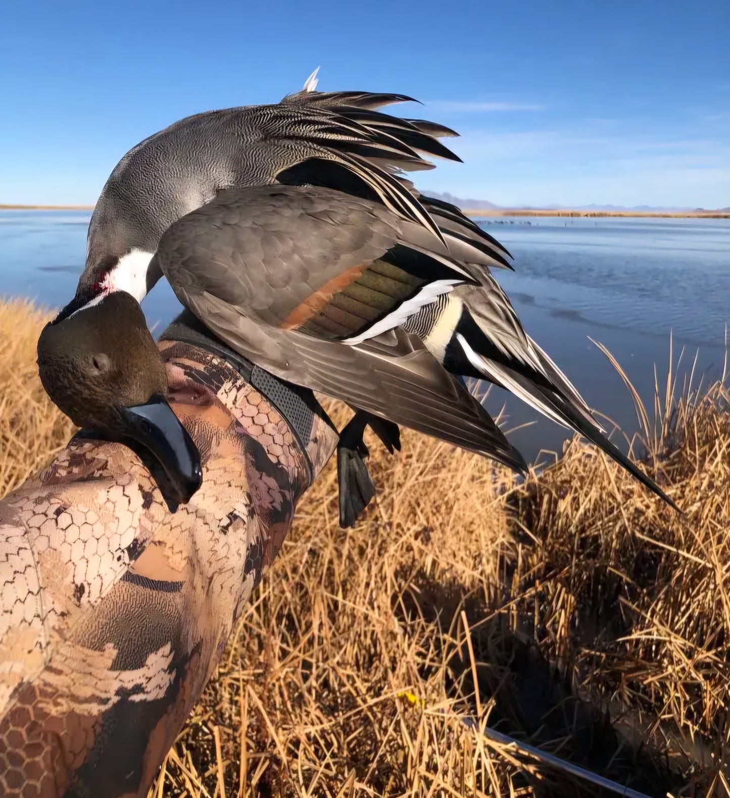 Pintail - Drake Pintail Brown