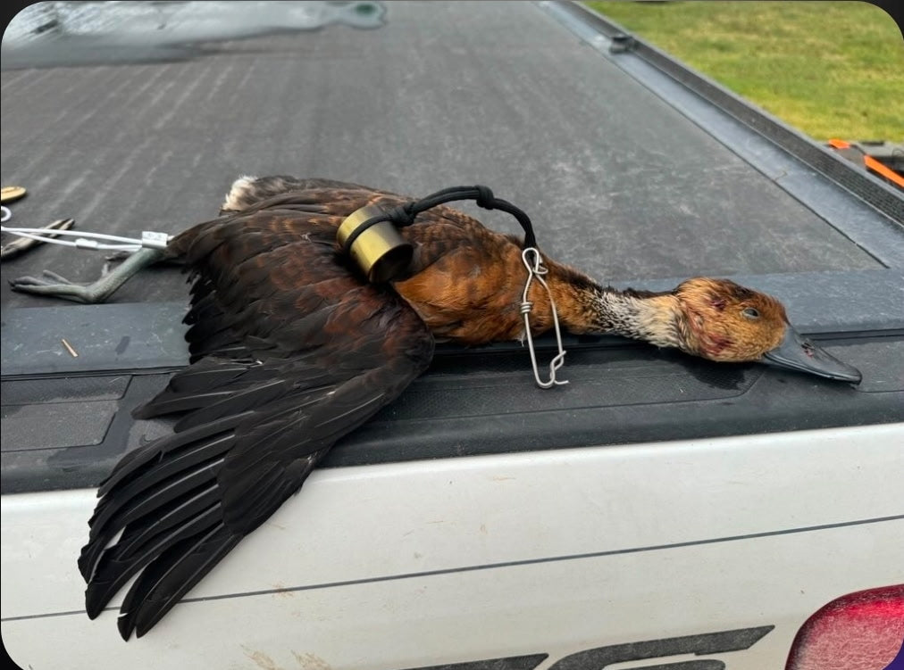 Black Bellied - Fulvous - Venom Satin