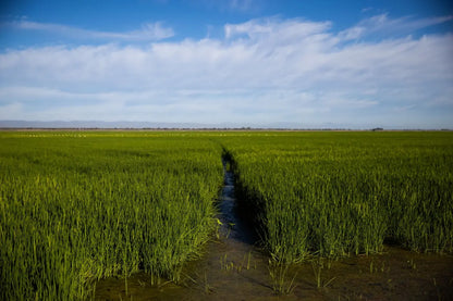 Pintail -Flooded Rice